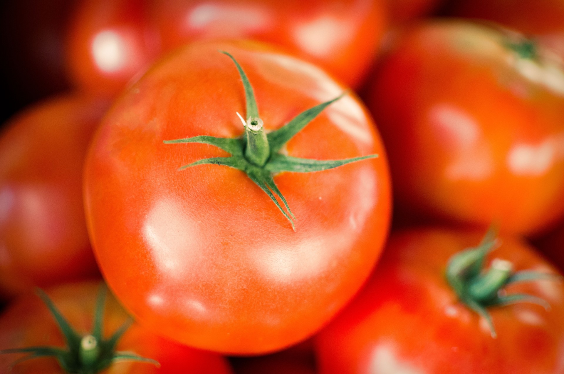 close-up-tomaat