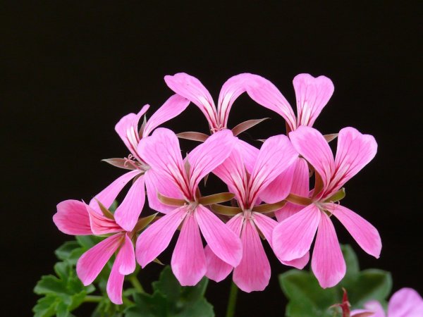 geranium-roze-2